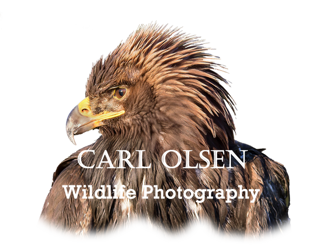 Carl Olsen - Website